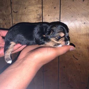 Meet your Posher, Blake